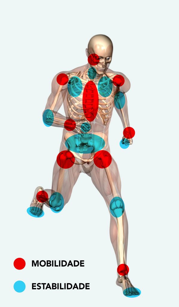 mobilidade e estabilidade das articulações